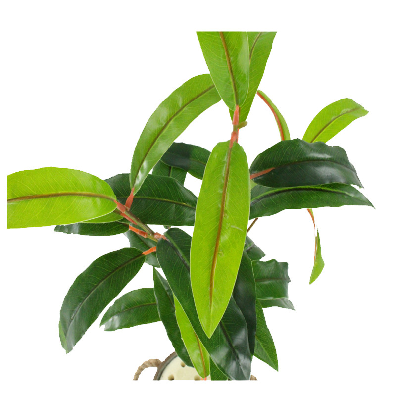 XRB-191 古枝芒果叶32叶0.8米4.jpg