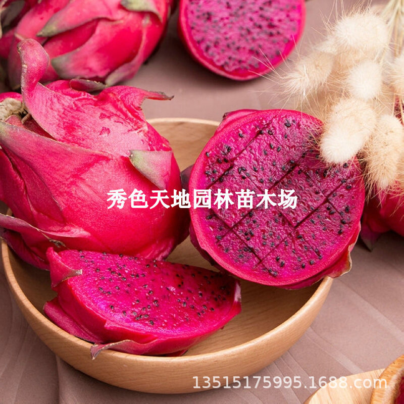 红心红肉火龙果苗南北方种植盆栽地栽庭院阳台果树苗带根当年结果