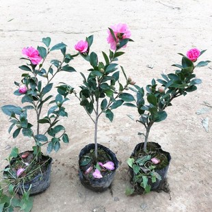 ��÷���� �����÷�� �軨�����辰����÷������ͥԺ