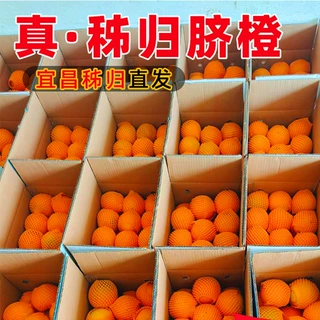 九月红脐橙秭归脐橙高山时令水果包邮湖北宜昌纯甜榨汁当季整箱橙