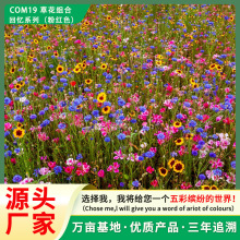 批发生态修复野花组合花卉种子四季易种粉色系列花籽景观绿化专供