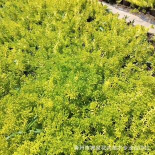 Golden Leaf Buddha Nail Grass Garden Greening Flower Border Plant Colorful Leaf Plant Buddha Nail Flower Potted Green Plant Seedlings