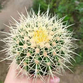 盆栽;乔木;灌木