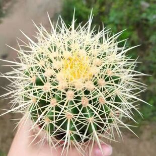 ���������������ƶ���ֲ��Ӳ��С�����k�����������^�ļ�����