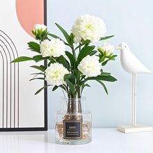 水培棕竹四季开花卉室内绿植桌面盆栽净化气息批发工厂跨境源头