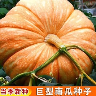 �����ϹϷN�ӿ��^�ٽ�ǳ����ϹϷN������Ʒ�N�߲˷N�Ӵ�ȫ