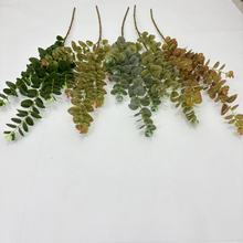 5����X�~�Ƶ�Ҿ�ܛ�b�쾰��ֲ��ɭϵ��Y���÷���Gֲ�羳���Q