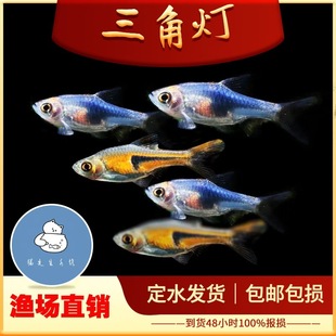 ���ǟ��~�����ǟ��������������K�T���D����Ⱥ�ΟᎧ�^�p�~���w�~
