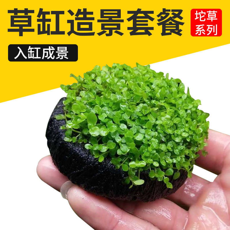 养鱼缸造景水草套餐入缸成景坨草懒人水草趴地矮珍珠水培植物鱼缸