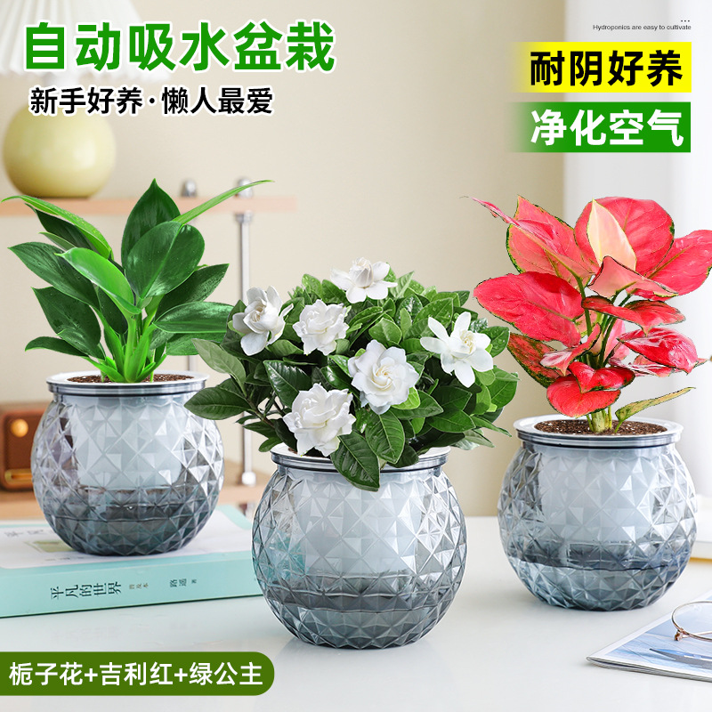 [하이룩 패키지] 가드니아 + 지리 레드 + 그린 프린세스