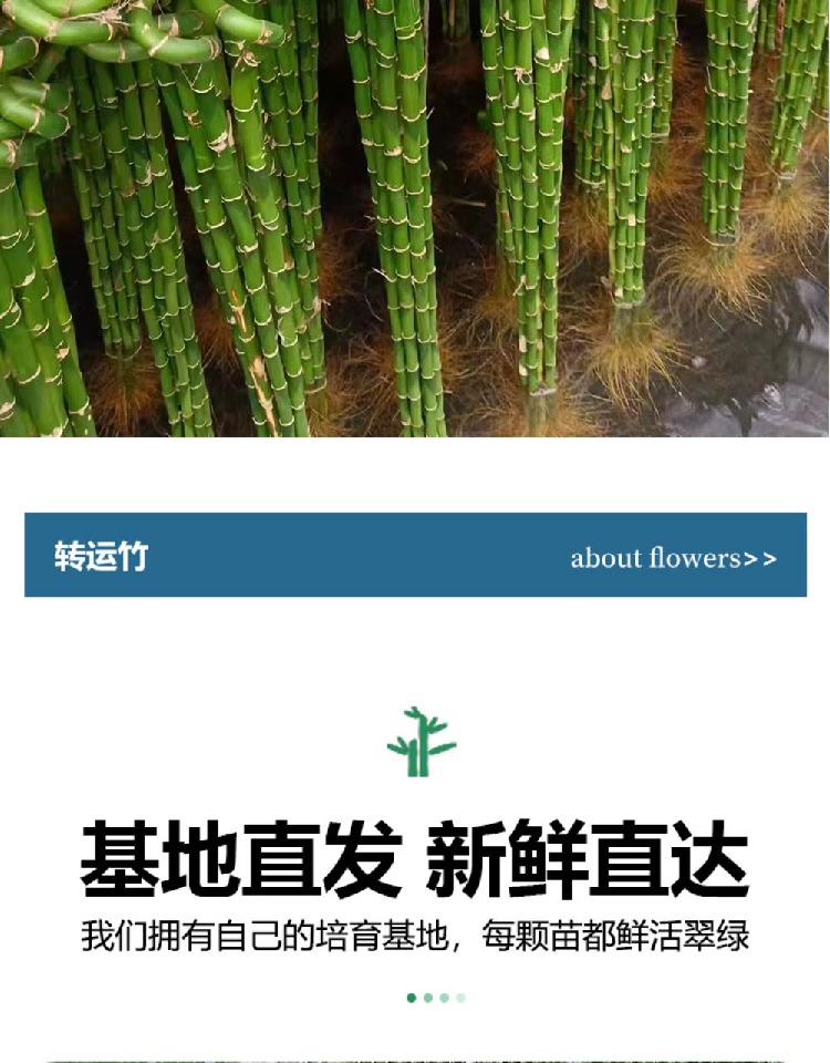 带根转运竹水培富贵竹植物开运竹水养客厅弯竹子盆栽招财室内植物-阿里巴巴