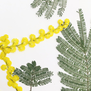 Acacia Flower/acacacia leaf dried flower plant specimen handmade flower painting real leaves diy drop glue coaster photo frame embossed