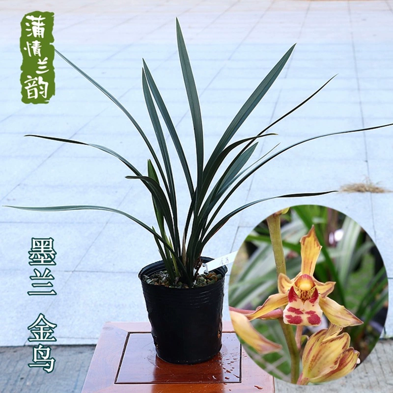 Орхидея Рассада Моран Золотая птица Зима с бутоном цветов Новогодняя Орхидея Зеленое растение Цветочный завод в горшке Офис Гостиная