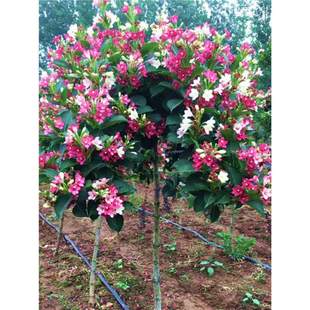 �t�����\�����绨�~�\������\�������繤�̾G������ͥԺ�е�����