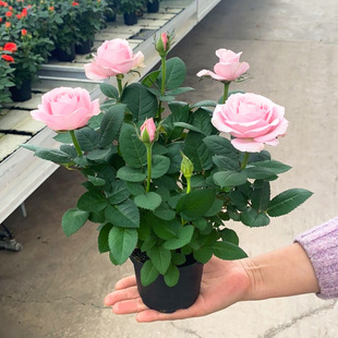 õ�廨������ش󻨎��������ܾGֲ���҃���ͥԺ�̨�����Nޱ�¼�