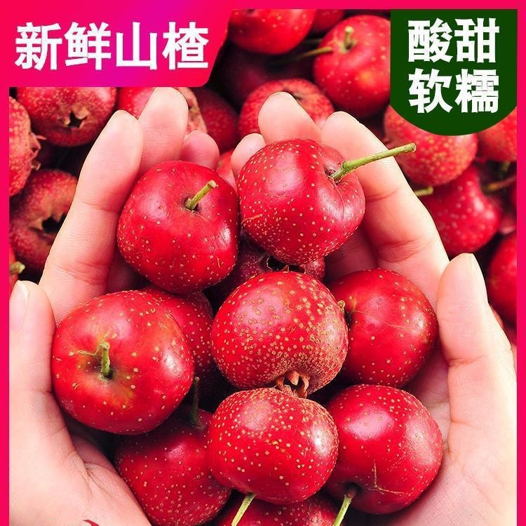 新鲜山楂果5斤装 山楂鲜果山里红果批发新鲜大山楂干片冰糖葫芦用|undefined