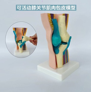 Human knee joint function model menisci cross ligament activity kneecap patella teaching skeleton model