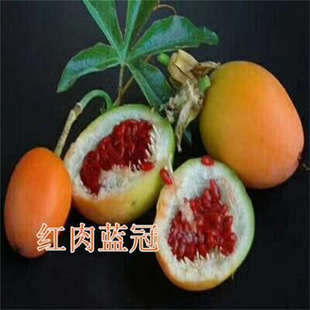 �炐�ȁ�����������J���S��������N�����½Y���ϱ��Nֲ
