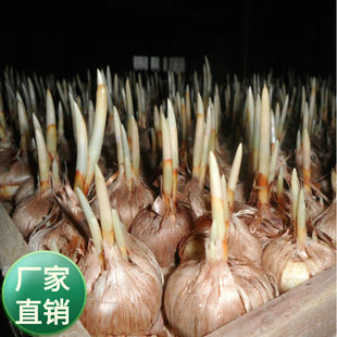 Medicinal Saffron Seedlings Potted Crocus Seed Bulbs Flower Seeds Blooming in All Seasons Indoor and Outdoor Balcony Courtyard