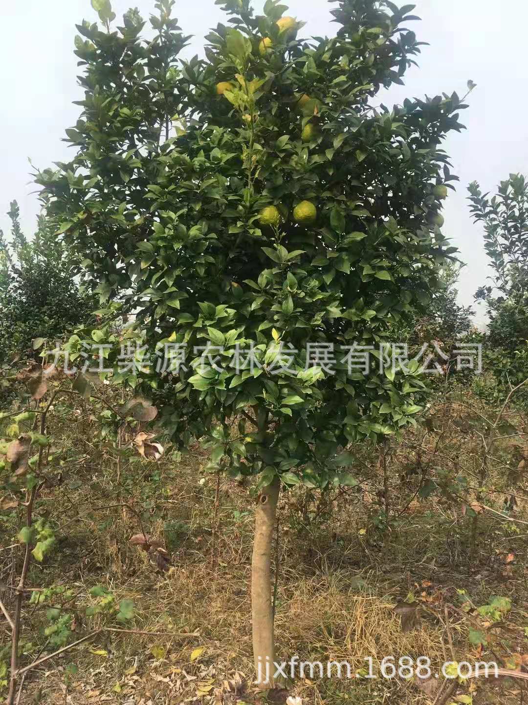 供应江西香泡树 枸橼 钩缘子 江西香泡树 浙江香泡树10公分香泡树-阿里巴巴
