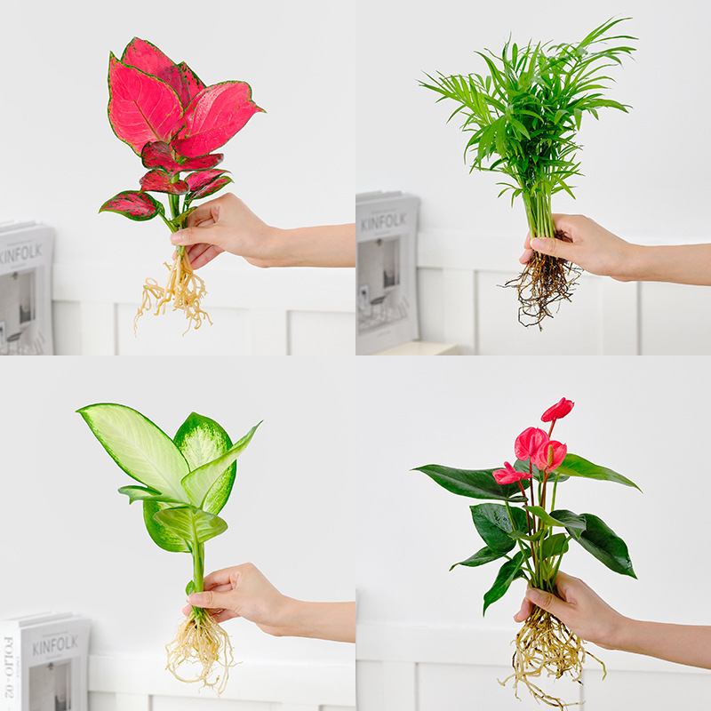 水培植物室内盆栽水养绿萝花卉大全铜钱草红掌四季好养吉利红绿植