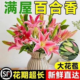 盆栽;其他园林资材;栽培基质