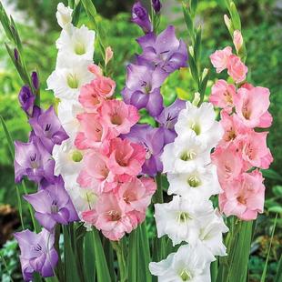 Gladiolus Bulbs Potted Plants Bloom in All Seasons, Indoor Balcony Courtyard Perennial Perennials, Cold-Resistant and Easy to Feed