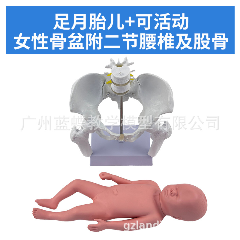 ��������̥����������ʾ��ģ�͸����ƿɻŮ�Թ���������ʾ�̾�