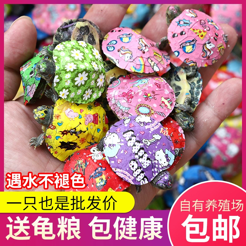 Красочная маленькая черепаха домашнее животное красочная маленькая черепаха домашняя черепаха чистая Красная маленькая черепаха домашнее животное гостиная ларек оптом