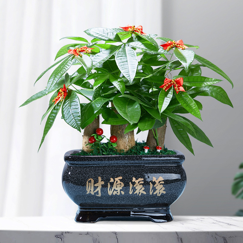 Money Tree Potted Tree Stump Attracts Wealth Indoor Large Green Plant Opening Gift Front Desk Large Money Tree Evergreen All Year Round