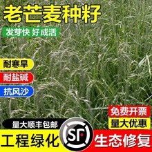 âNâѿLɳͺͺ}|ļݷN