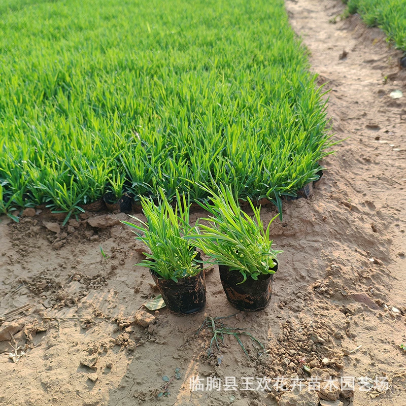 Наземное покрытие, база для гвоздик, чашечка для рассады, парковый газон, зеленение, красочные гвоздики, многолетние цветы, наземное покрытие, рассада гвоздик