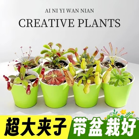 Flytrap, Pitcher Plant, Carnivorous Flower, Mosquito Repellent, Mosquito Trap, Extra Large Insect Trap, Fun Potted Plant Flytrap, Pitcher Plant, Carnivorous Flower, Mosquito Repellent, Mosquito Trap, Extra Large Insect Trap, Fun Potted Plant
