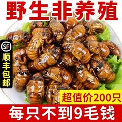 生きた金蝉、クモザル、急速冷凍亀、クモザル、田舎で獲れた生の急速冷凍金蝉200匹