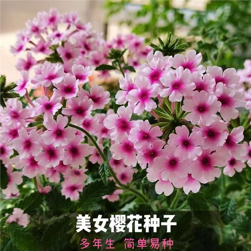 樱花美女樱种子花期长五色绣球盆栽易爆盆花种籽懒人耐热室外室内