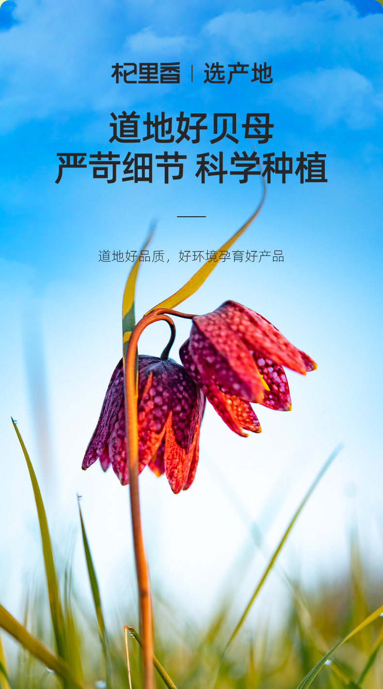 Qi Li Xiang Fritillaria Powder 50g Bottle Sichuan Fritillaria for Cooking and Herbal Use quality and texture