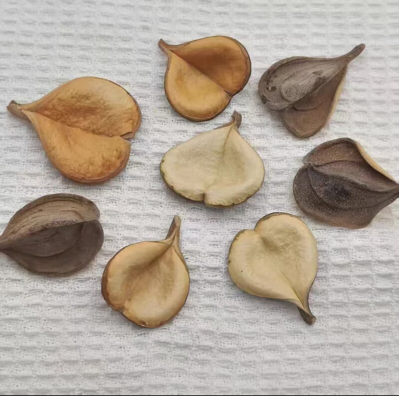 Heart-Shaped Shell Dried Fruit Dried Shell Natural Plant Home Furnishings Decoration Flower Arrangement Photo Props Gifts
