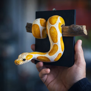 �羳��Ʒ Golden Ball Python Wall Art ��Ȥ�Ľ����������ܠ��