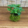 [Base direct batch] Douban green, moss ball pot plants, micro -landscape plant -viewing plants purify air