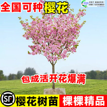 һ�����l�M���ձ�����љѻ���������ľͥԺ�����ϱ����Nֲ��G��