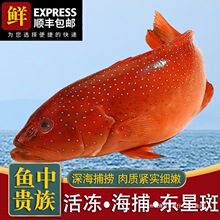 东星斑鲜活冷冻红色石斑鱼新鲜速冻燕尾斑深海海捕鱼特大节日送礼