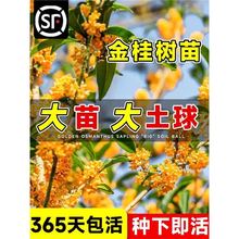 ������𻨴�䵤��������F�ļ�������ͥԺ�����Ϙ������ͺ�