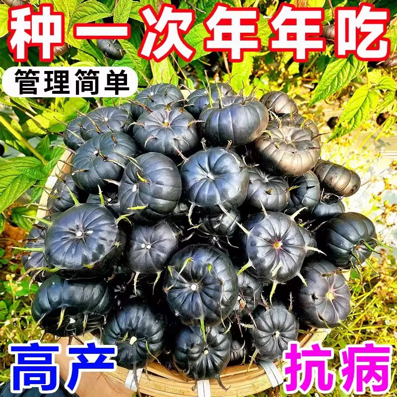 Семена красного фруктового женьшеня, крупные черные семена раннеспелых и позднеспелых фруктов, разведение паучьего фрукта, посадка в том же году, плодоношение в том же году, всенациональное пробное посевное испытание.