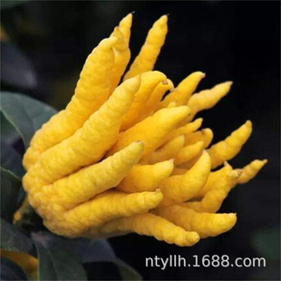 Jinhua Buddha's Hand Potted Plants Indoor and Outdoor Courtyard Balcony Potted Plants Golden Buddha's Hand Saplings Thousand Finger Buddha's Hand Saplings Potted Plants