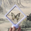 specimen Wings insect teaching transparent pe Film Suspended Box Decoration photograph decorate gift wholesale