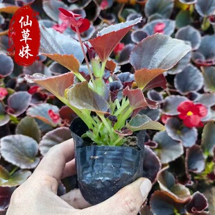 �ļ��������������Ļ���ͥԺ�ļ��_�� ���ذ��ﺣ�Ĳ�����