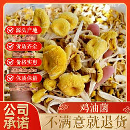 福建鸡油菌干货批发古田干鸡油菌食用菌蘑菇散装批发