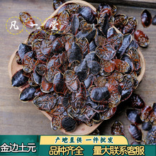 凡一堂金边土鳖虫 中华土元地乌龟金边土元 道地选材可无痕发货
