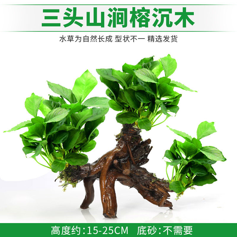 三头山涧榕沉木