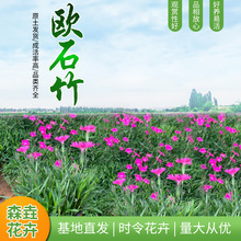 �Wʯ�������ʯ��������ļ��_�� ��ƺ�ر��Wʯ�������ͺ�����